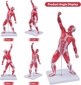 Miniatuur Spierstelsel Model 50 Cm Menselijke Spieranatomie Model Met Oppervlakkige Medische Model Spieren Anatomie - Product Image 2