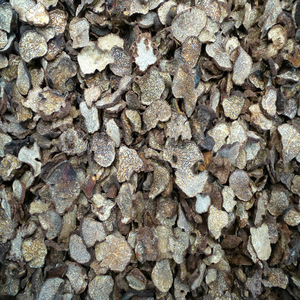 Buen Precio natural trufa salvaje hongo <span class=keywords><strong>Tuber</strong></span> <span class=keywords><strong>magnatum</strong></span> secos de trufa blanca - Product Image 5