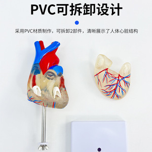 Modelo de corazón transparente natural y grande; modelo anatómico de corazón humano estándar; ultrasonido/doppler color desmontable para - Product Image 5