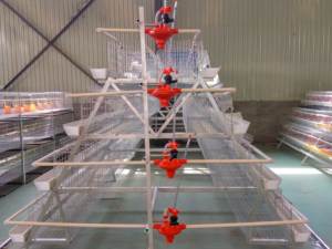 Gabbia <span class=keywords><strong>mobile</strong></span> per pollame a strati tipo A/H con ruote, allevamento di galline, pollaio <span class=keywords><strong>mobile</strong></span> per la Nigeria - Product Image 6