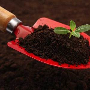 Offre Spéciale : Blocs de Pierre Ponce Agricole pour Culture de Fleurs et Fournitures de Jardinage - Product Image 5