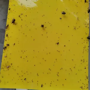 גינון צמח הגנת תולעי צבא חזקה לוח צהוב מלכודות להרוג חרקים מעופפים
