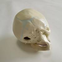 Modelo Anatómico de Cráneo Humano de Bebé, Modelo de Hueso de Cráneo Infantil