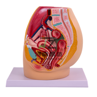 Modèle anatomique de bassin féminin en plastique PVC, section du bassin féminin, organes génitaux féminins avec vessie et rectum