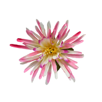 Künstliche Seiden-Chrysanthemen-Blütenköpfe Kleine Größe für Heim-Tischdekoration Hochzeit Muttertag Ostern Festival Dekoration Großpackung Blumen