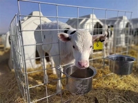 Nichoir pour veau, abri pour animaux, cage pour vache