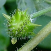 Approvisionnement direct d'usine Compléments de soins de santé naturels purs Tribulus Terrestris P.E Poudre