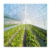 Best-seller Serre-tunnel Tente de serre à travée unique chinoise agricole à cadre en acier galvanisé de Chine