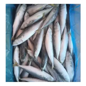 중국의 냉동 바다 200-300 냉동 태평양 고등어 물고기 iqf 10kg 판지 공급 업체