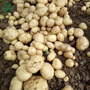 % 100% İhracatçı Bangladeşli Taze Patates patates kızartması için