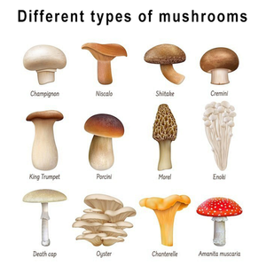 Tùy chỉnh số lượng lớn hericium erinaceus Chiết xuất hữu cơ Bột Sư tử bờm nấm chiết xuất bột <span class=keywords><strong>10</strong></span>:<span class=keywords><strong>1</strong></span> - Product Image 3