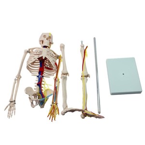 Modelo de esqueleto humano Bestcare de 85 cm con nervios y vasos sanguíneos para la enseñanza médica - Product Image 1