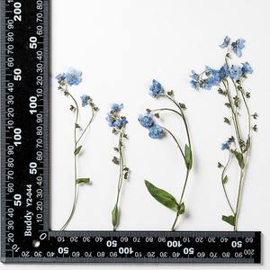 Dimenticardimelo con rami di materiale per veri fiori confezionare segnalibro con fiore essiccato esemplare di pianta in rilievo - Product Image 6