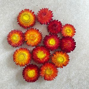 ดอกเดซี่แห้งอัดสีธรรมชาติจากโรงงาน - Product Image 2