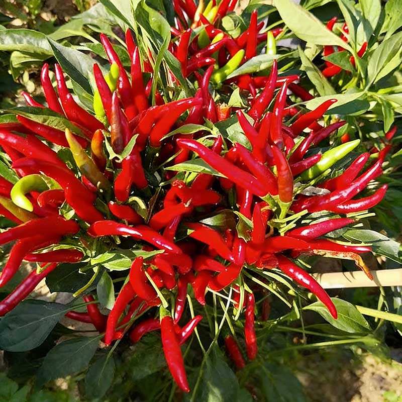 5# พริกแดงเผา