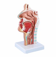 Vente chaude Science Médicale Équipement Médical Modèle D'anatomie Humaine Bouche Nez Gorge Côté Coupe Modèle