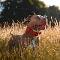 Collier tactique pour chien en nylon robuste de qualité supérieure, avec poignée rembourrée en néoprène, patchs personnalisables, vente en gros, collier d'entraînement pour chien pour l'extérieur
