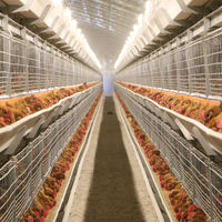 Nouveau système d'élevage avicole de type H haute résistance avec ventilation automatique pour poulets de chair et poules pondeuses, pour poulaillers, Raisetech, galvanisé à chaud