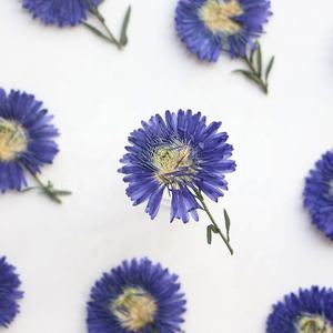 12 unids/pack New York <span class=keywords><strong>Aster</strong></span>/Michaelmas Daisy con tallo flor prensada para marco caja del teléfono vela arte <span class=keywords><strong>de</strong></span> resina - Product Image 4