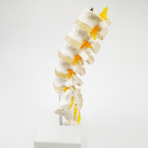 Modèle d'anatomie des vertèbres lombaires avec sacrum, coccyx et nerfs - Product Image 4