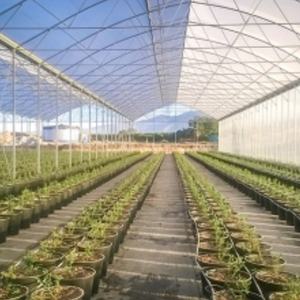 Pots de plantation de myrtilles robustes Planteurs de forme carrée ronde Conteneurs de myrtilles avec trous latéraux de drainage - Product Image 4