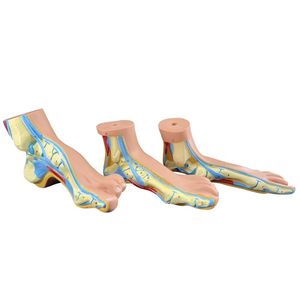 Pied plat de pied normal <span class=keywords><strong>humain</strong></span> et modèle de pathologie d'anatomie du pied arqué 3PCS - Product Image 2