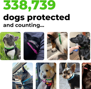 ปลอกคอสัตว์เลี้ยง Dayoung ช่วยลดความวิตกกังวลสำหรับสัตว์เลี้ยงที่มีความกังวลในช่วงพายุและดอกไม้ไฟ ใช้ได้นาน 30 วัน - Product Image 3