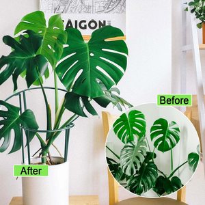 <span class=keywords><strong>Support</strong></span> de plante en treillis métallique <span class=keywords><strong>d</strong></span>'<span class=keywords><strong>intérieur</strong></span> <span class=keywords><strong>Support</strong></span> de plante demi-rond Supports de conception de piquet <span class=keywords><strong>pour</strong></span> <span class=keywords><strong>plantes</strong></span> <span class=keywords><strong>grimpantes</strong></span> suspendues - Product Image 5