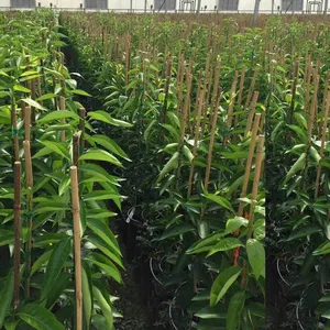 Poteau de bambou drapeau Tonkin agricole naturel extérieur bon marché personnalisé