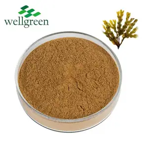 Gmp High Quality Fucoidan Fucoxanthin Fucus Vesiculosus Powder Alga Organic Bladderwrack Extract Natural Herbal Extract 2 Years