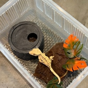 Cueva de Resina para Reptiles, Escondite para Geckos y Lagartos, Toca Artificial para Escorpiones, Serpientes y Arañas, Decoración para Terrarios y Hábitats de Reptiles - Product Image 5
