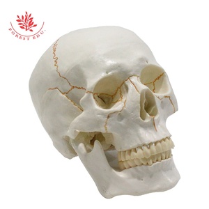 Modelo de calavera FRT020 Material de PVC Placa de sutura ósea Fijación de resorte Movimiento de mandíbula Cráneo de 3 partes anatómico - Product Image 6