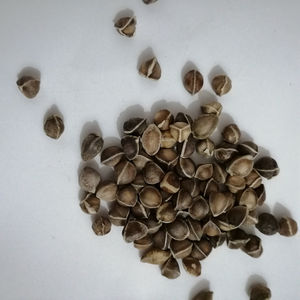 <span class=keywords><strong>La</strong></span> <span class=keywords><strong>mu</strong></span> zi indiani nuovi semi crudi di Moringa graine Moringa oleifera - Product Image 5