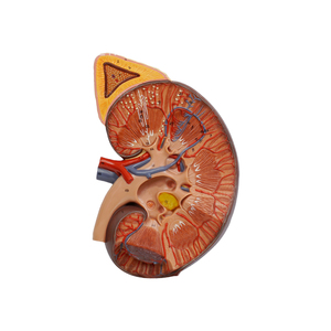 Nefronand renale modello di espansione Glomeruli 720x320x120(mm) SMD06442 - Product Image 2