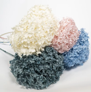 Venta al por mayor de Hortensias Azules Congeladas Secas, Cabezas de Flores de <span class=keywords><strong>Hortensia</strong></span> Preservadas de Tallo Largo para Suministro a Granel y Decoración Eterna - Product Image 4