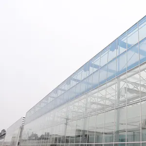 MYXL Large Venlo Mehrfeld-Gewächshaus aus landwirtschaft lichem Glas mit hydro po nischem Anbaus ystem