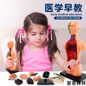 Modèle de squelette humain intelligent à moitié corps entier avec organes pour l'enseignement scientifique, aide pédagogique STEM pour adolescents - Product Image 2