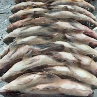 China Gehele Zwarte Tilapia IQF Diepvriesvis 100% Natuurlijk OPTIMUM Merk China Groothandel Export