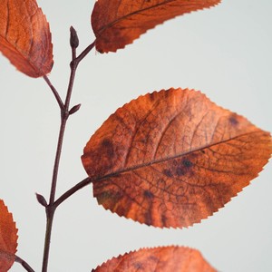 Di alta qualità autentico tocco in lattice foglia di betulla steli artificiali autunno arancio foglie rosse decorazione per la casa di nozze - Product Image 2