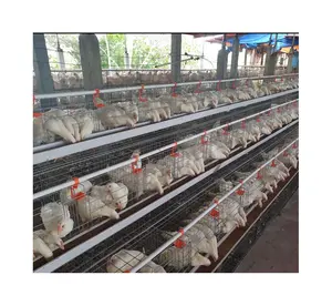 Gabbia di strato di pollo costruire 200 uccelli industriale a basso costo strato grande portatile gabbia di pollame per la vendita