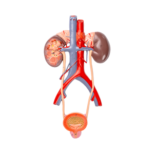 Modèle anatomique du système urinaire humain en PVC, uretère, vessie, urètre, rein - Product Image 1