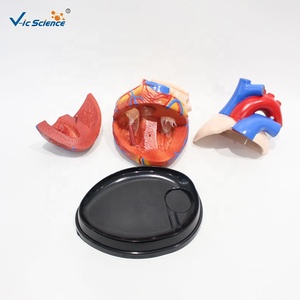Modèle anatomique du cœur humain agrandi 4 fois, 3 parties détachables, PVC, pour ressources pédagogiques médicales, CE ISO ROHS CNAS - Product Image 4