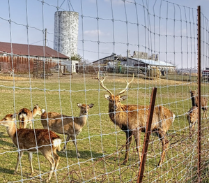 Clôtures galvanisées haute résistance pour la <span class=keywords><strong>protection</strong></span> des fermes et le contrôle de la faune / clôtures de champ - Product Image 5