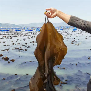 Fujian Xiapu عشب البحر سميكة للغاية ورقة عشب البحر السلع المجففة المتخصصة للاستخدام التجاري عشب البحر بالجملة بالجملة - Product Image 6