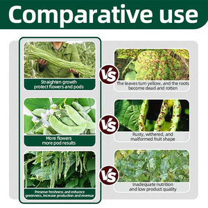 BELFNG Engrais Liquide Organique Spécialisé à Action Rapide à Base d'Acides Aminés Hydrosolubles pour Haricots, Favorise la Croissance des Racines des Légumineuses et des Cultures en Sol - Product Image 4