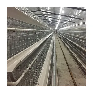 Hot Selling Grade 5 200 Layer Chickens Chicken Cage Type A For Layer Farms