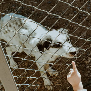 Fourniture d'usine 8ft PVC Enduit Chaîne Maillon Clôture de Ferme <span class=keywords><strong>Pas</strong></span> <span class=keywords><strong>Cher</strong></span> 2.5mm Acier Galvanisé à Chaud avec Forme de Trou de Diamant Utilisation de Sécurité - Product Image 1