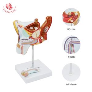 Modelo de Anatomía de la próstata, 4 piezas, tamaño real, órganos reproductivos masculinos, modelo anatómico, enseñanza de ciencias médicas - Product Image 2