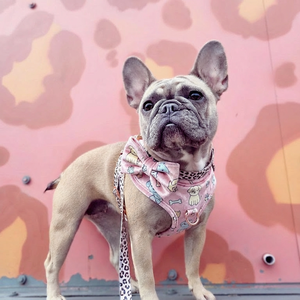 Conjunto de Arnés para Perro de Terciopelo Rojo con Colores y Patrones Personalizados 2026, con Hebillas de Metal Oro Rosa, Apto para Cachorros - Product Image 4