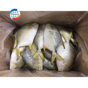 Proveedor de China, alta calidad, cultivo congelado, pez Pompano dorado, pompano dorado halal, precio al por mayor 200-300 300-500.600-800 - Product Image 5
